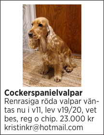 Cockerspanielvalpar